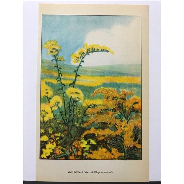 1920's Goldenrod, Color Lithograph Print