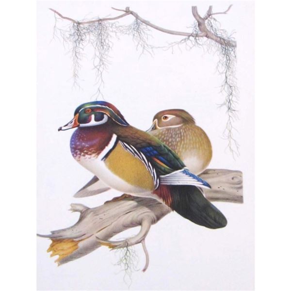 1950 Menaboni Print, Wood Duck