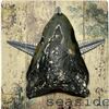 Image 2 : Prehistoric Megalodon Shark's Tooth Fossil
