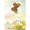 Image 1 : 1920's Blue-Eyed Grayling Butterfly Color Lithograph Print