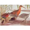 Image 1 : 1936 Pearson Birds, #65 Rails ( Virginia, King, Clapper )