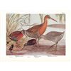 Image 2 : 1936 Pearson Birds, #65 Rails ( Virginia, King, Clapper )