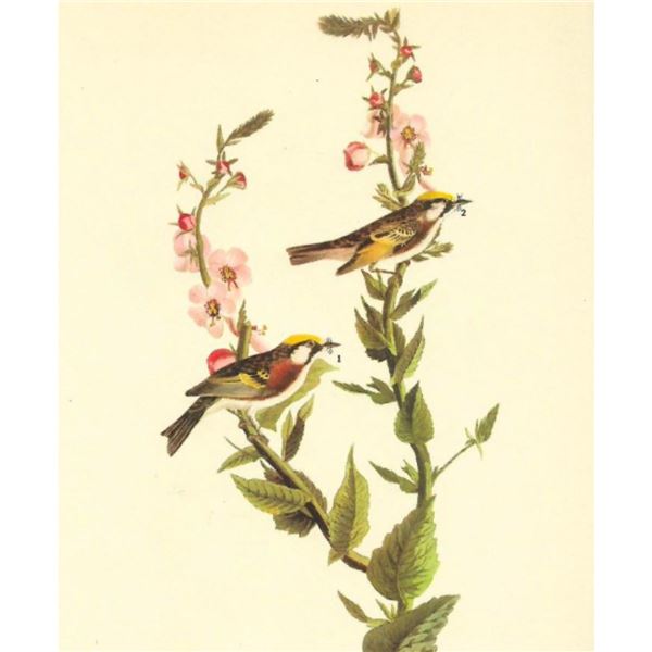 c1946 Audubon Print, #59 Chestnut-Sided Warbler