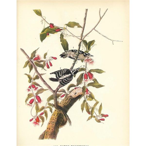 c1946 Audubon Print, #112 Downy Woodpecker