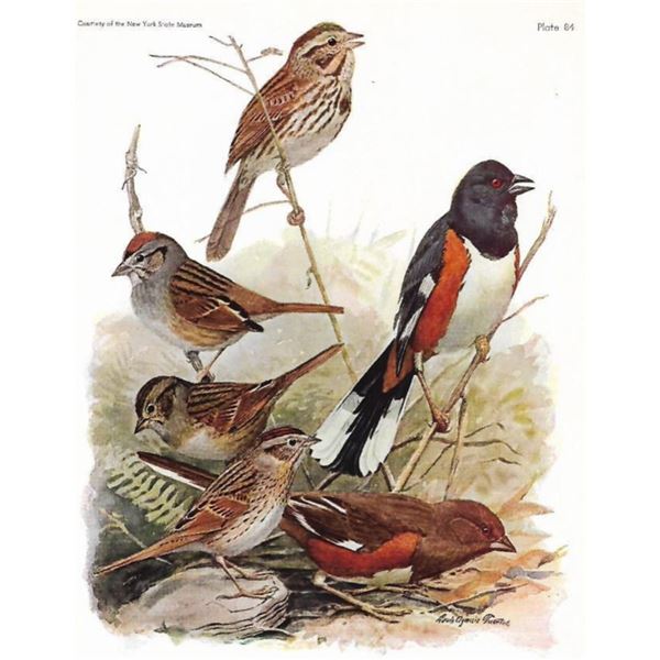 1936 Pearson Birds, #80 Sparrows ( Song, Swamp, Towhee, Lincoln's )