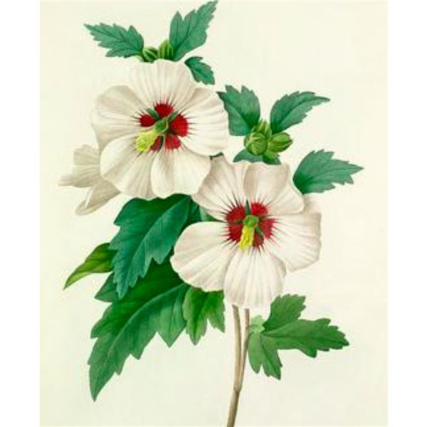After Pierre-Jospeh Redoute, Floral Print, #54 Althea Frutex ( Hibiscus)