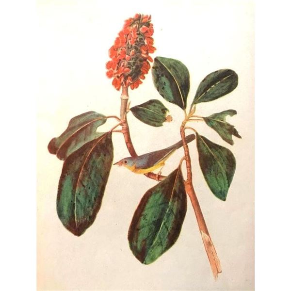 c1946 Audubon Print, #5 Canada Warbler