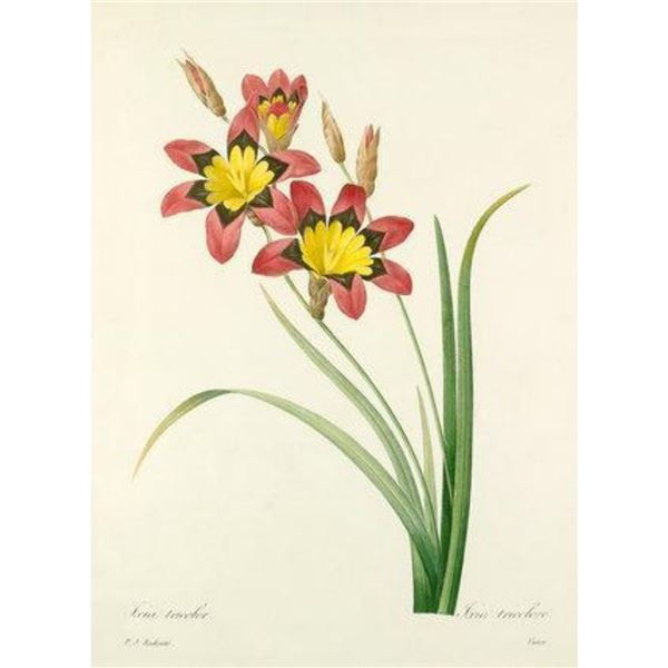 After Pierre-Jospeh Redoute, Floral Print, #63 Lxia Tricolor