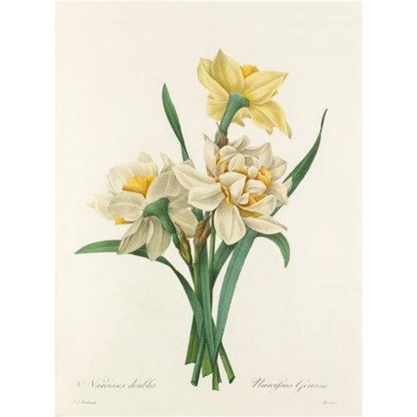 After Pierre-Jospeh Redoute, Floral Print, #82 Narcisses Doubles ( Double Daffadil )