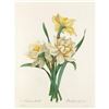 Image 1 : After Pierre-Jospeh Redoute, Floral Print, #82 Narcisses Doubles ( Double Daffadil )