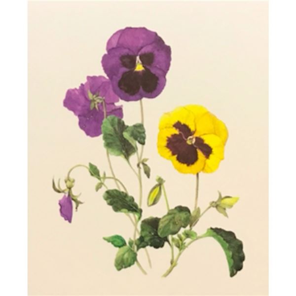 Limited Edition Print, Hybrid Pansies