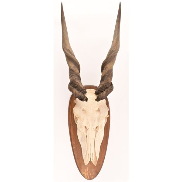 European Skull Mount