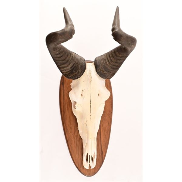 European Skull Mount