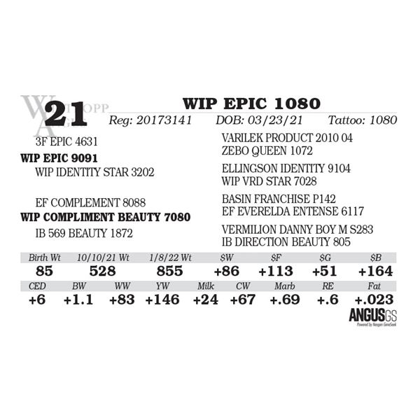 WIP EPIC 1080