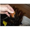 Image 2 : MISC. AMBER GLASSWARE, PLATE, PLANTER POT, ETC.