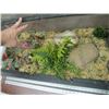 Image 2 : LG. ANIMAL TERRARIUM