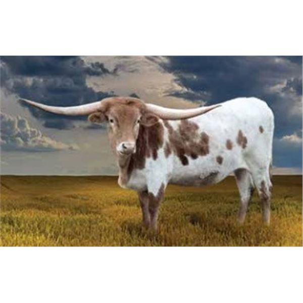 Sunhaven 50/50 Safari