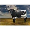 Image 1 : LL Rural Sister