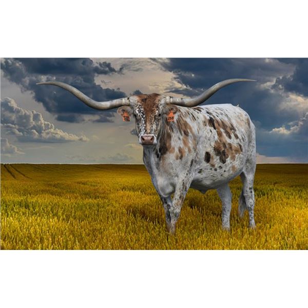 SUB LOT - Tibby Free