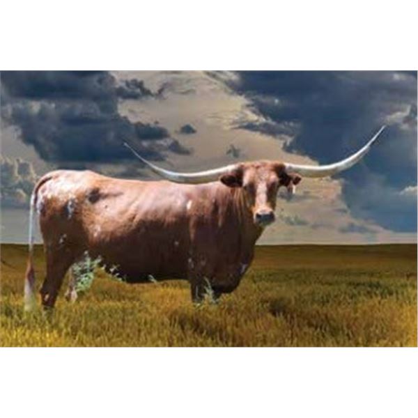Ranger's Alphie 788