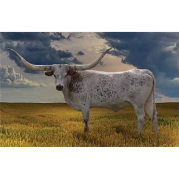 BCR CALIFORNIA DREAMER