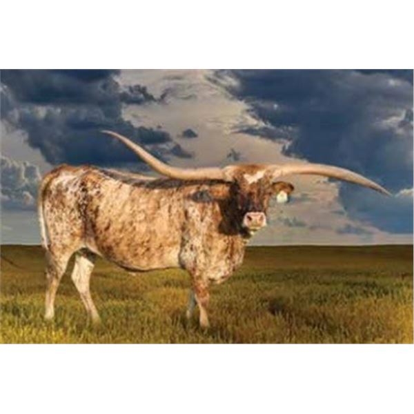 M2 Miss Tuff Jubilee