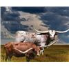 Image 1 : UNBORN HEIFER CALF