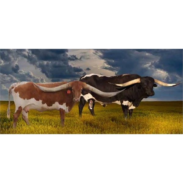 SPOTLIGHT BULL EMBRYO LOT