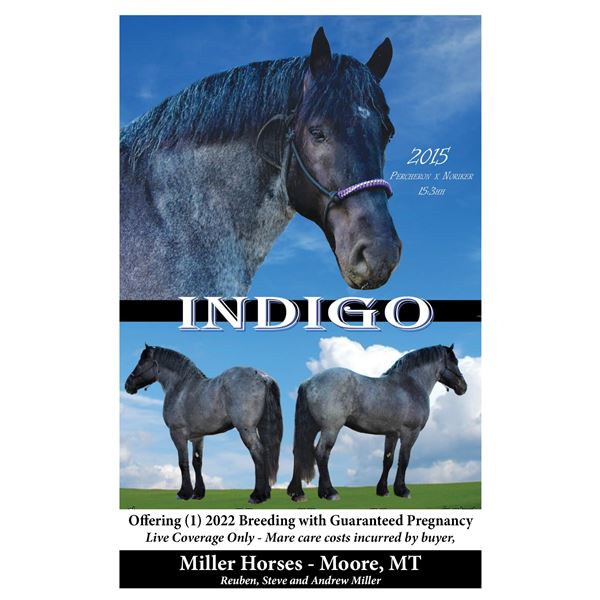 Miller Horses 1 Breeding/Stud Fee INDIGO Blue Roan Percheron x Noriker Stallion