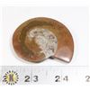 Image 1 : #573 ANCIENT AMMONITE POLISHED STONE FOSSIL