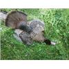 Image 6 : Wild Boar Hunt (Optional Use of Bay Dogs) up to 4 Hunters Ross Hammock Ranch Valued at $2,159