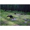 Image 7 : Wild Boar Hunt (Optional Use of Bay Dogs) up to 4 Hunters Ross Hammock Ranch Valued at $2,159