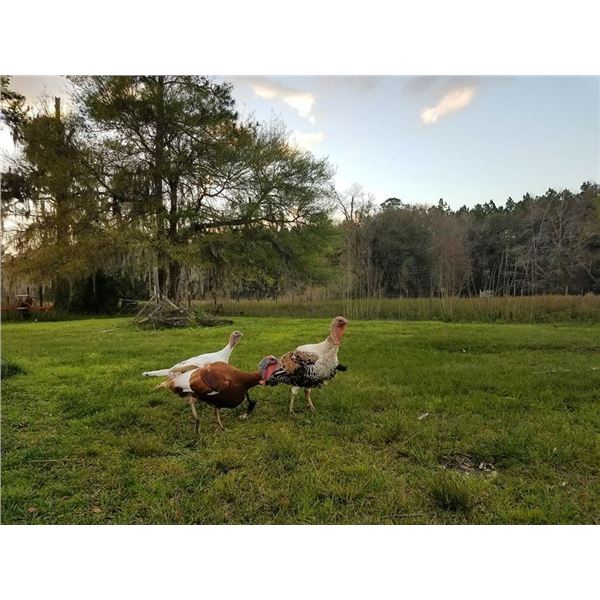 Charles Alvarez of Alvarez Farms donates a 2 Day Spring Gobbler Hunt Valued at $1,200.