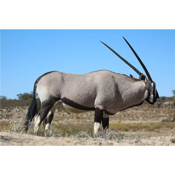 Wildest International Safaris donates a 6-day hunt for Namibia Oryx and Warthog for 3 hunters