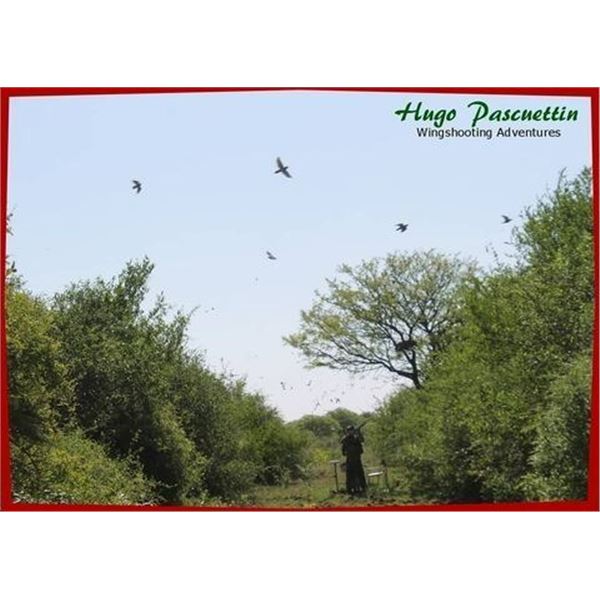 Dove hunt by HP Wingshooting adventures, 4 hunters / 4 days. In Cordoba Argentina Value $6,400.00