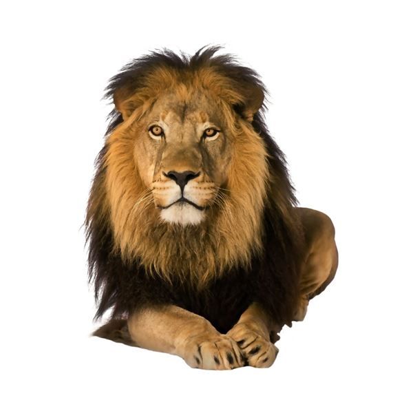 GC Duplesis of Marupa Safaris donates a 10-day (8 hunt days) plains game hunt for 2 hunters.