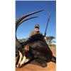 Image 2 : GC Duplesis of Marupa Safaris donates a 10-day (8 hunt days) plains game hunt for 2 hunters.
