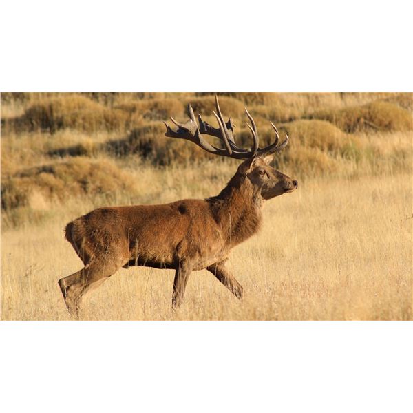 Argenhunts invites two hunters to travel to Argentina for a world-class 5-day, Big Game Hunt.