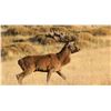 Image 1 : Argenhunts invites two hunters to travel to Argentina for a world-class 5-day, Big Game Hunt.