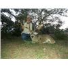 Image 3 : L& L Adventures donates a Texas Trophy Whitetail Hunt for two hunters Valued at $9500