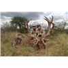 Image 10 : Catena Safaris donates a Blackbuck and Wild Boar Hunt in Patagonia (3) Hunters Value$10,200.