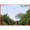 Image 5 : HP Wing shooting Adventures donates a 4 full days bird hunt in Cordoba for 2 hunters. Value $3,200.