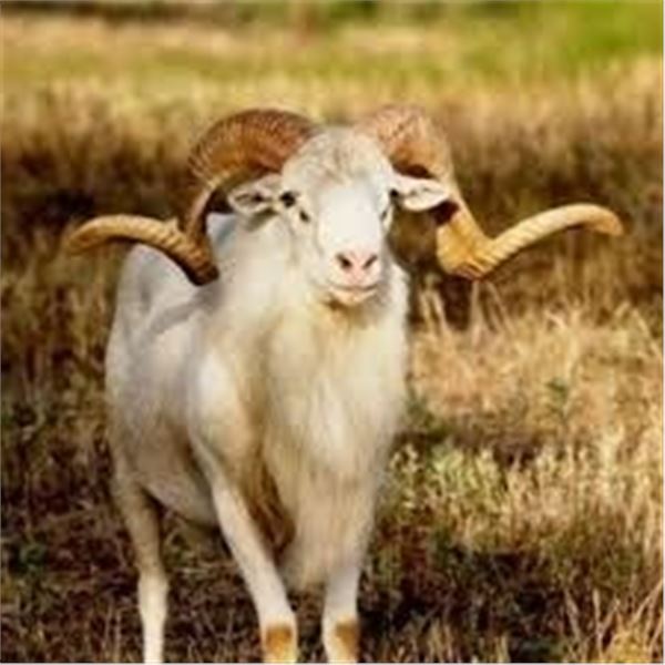 7 Day Argentinian Hunt for 2 Hunters – TX Dall Ram, Wild Boar & Hybrid Sheep. Value $12,500.