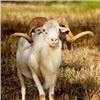 Image 1 : 7 Day Argentinian Hunt for 2 Hunters – TX Dall Ram, Wild Boar & Hybrid Sheep. Value $12,500.
