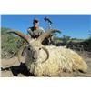 Image 7 : 7 Day Argentinian Hunt for 2 Hunters – TX Dall Ram, Wild Boar & Hybrid Sheep. Value $12,500.