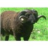 Image 8 : 7 Day Argentinian Hunt for 2 Hunters – TX Dall Ram, Wild Boar & Hybrid Sheep. Value $12,500.