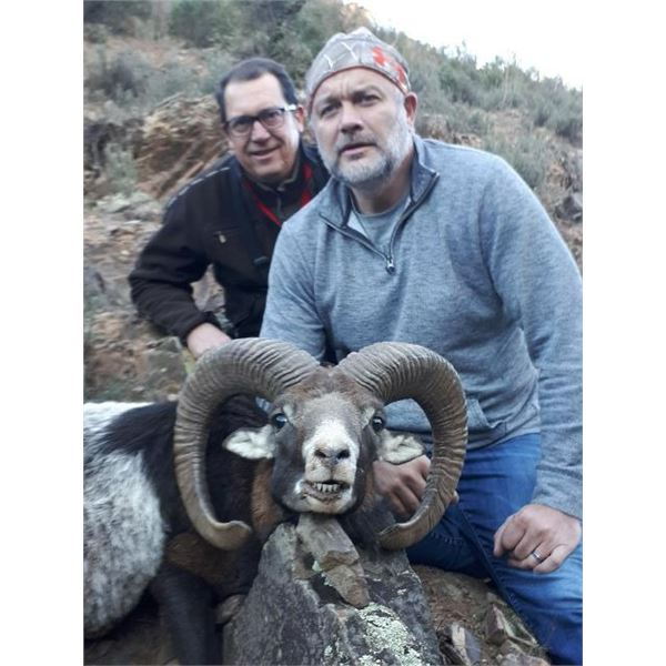 Spanish Mountain Hunts donates 1 MOUFLON SHEEP, 1 FALLOW DEER or 1 IBERIAN RED DEER (Hunter choice)
