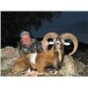 Image 4 : Spanish Mountain Hunts donates 1 MOUFLON SHEEP, 1 FALLOW DEER or 1 IBERIAN RED DEER (Hunter choice)
