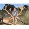 Image 5 : Spanish Mountain Hunts donates 1 MOUFLON SHEEP, 1 FALLOW DEER or 1 IBERIAN RED DEER (Hunter choice)