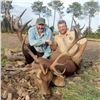 Image 6 : Spanish Mountain Hunts donates 1 MOUFLON SHEEP, 1 FALLOW DEER or 1 IBERIAN RED DEER (Hunter choice)